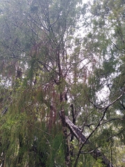 Lepidothamnus intermedius