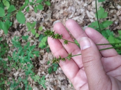 Carex leersii