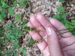 Carex leersii