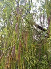Lepidothamnus intermedius