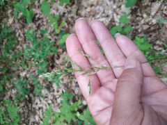 Poa angustifolia