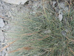 Festuca glauca