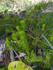 Persoonia chamaepitys