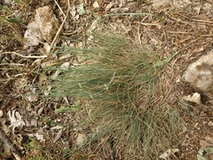 Festuca valesiaca