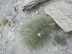 Festuca glauca