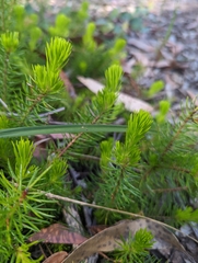 Persoonia chamaepitys