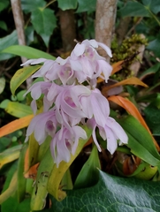 Dendrobium
