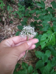 Allium decipiens quercetorum