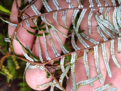 Gleichenia inclusisora