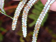 Gleichenia inclusisora