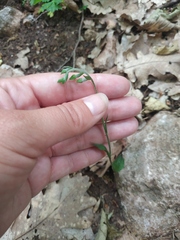 Epipactis microphylla