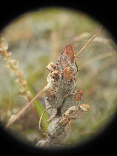 Image of Pink Lousewort (Pedicularis rosea) by (c) Yves Bas, some rights reserved (CC BY)