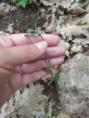 Epipactis microphylla