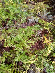 Gleichenia inclusisora