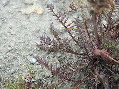 Pedicularis rosea