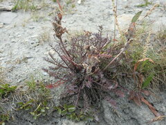 Pedicularis rosea