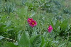 Paeonia intermedia