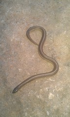 Tropidoclonion lineatum