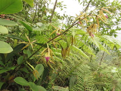 Prosthechea brassavolae