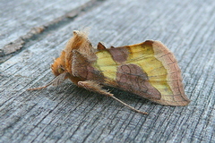 Diachrysia chrysitis