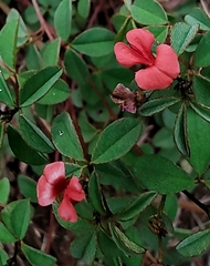 Indigofera spicata