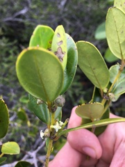 Gynochthodes deplanchei