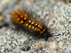 Acronicta auricoma
