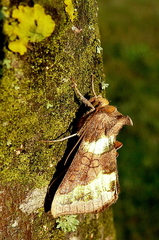 Diachrysia chrysitis