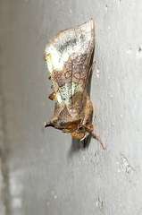 Diachrysia chrysitis