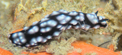 Phyllidiella