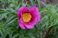 Paeonia intermedia
