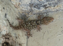 Chondrodactylus fitzsimonsi