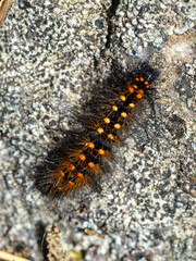 Acronicta auricoma