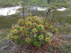 Dracophyllum