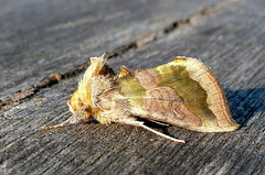 Diachrysia chrysitis