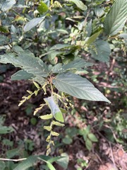 Flemingia strobilifera