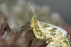 Anthocharis scolymus