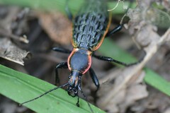 Carabus augustus