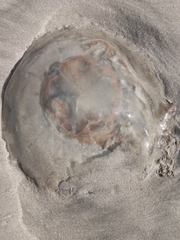 Rhopilema verrilli