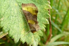 Diachrysia chrysitis