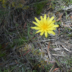 Microseris walteri