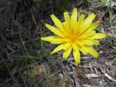 Microseris walteri