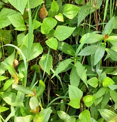 Leucauge celebesiana