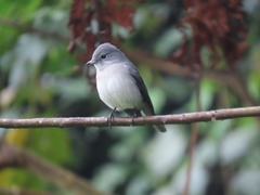 Melaenornis fischeri