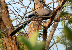 Corythaixoides concolor