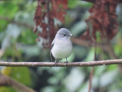 Melaenornis fischeri