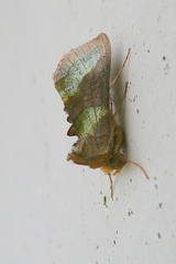 Diachrysia chrysitis
