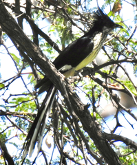 Clamator levaillantii