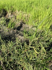 Aeschynomene americana