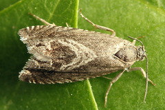 Cydia cornucopiae